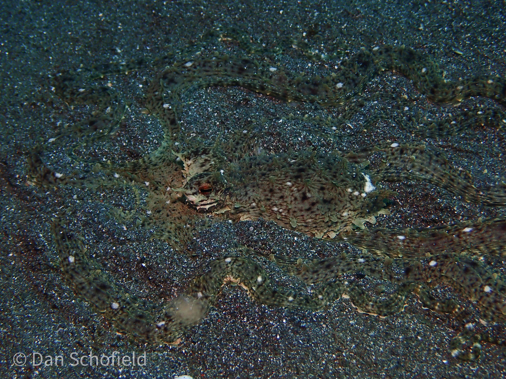 Mimic octopus
