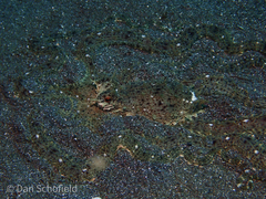 Thaumoctopus mimicus