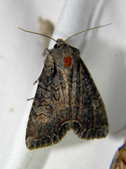 Lacanobia radix