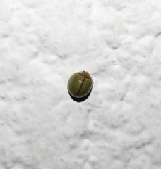 Paraneda viridescens