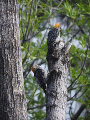 Melanerpes aurifrons