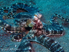 Thaumoctopus mimicus