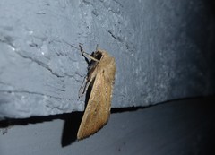 Ichneutica blenheimensis