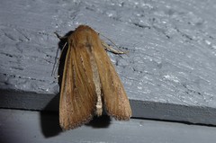 Ichneutica blenheimensis