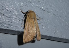 Ichneutica blenheimensis