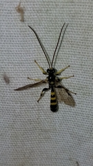 Colpotrochia trifasciata