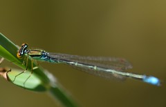 Enallagma antennatum
