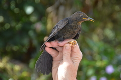 Turdus serranus