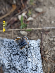 Plebejus melissa