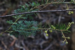 Acacia ruppii