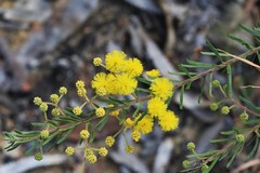 Acacia ruppii
