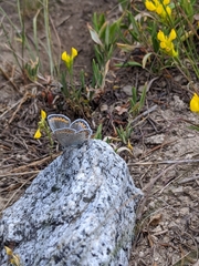 Plebejus melissa