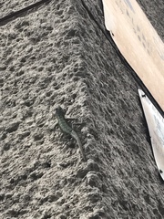 Sceloporus grammicus