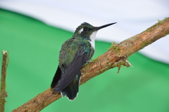 Schistes albogularis