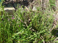 Calandrinia compressa