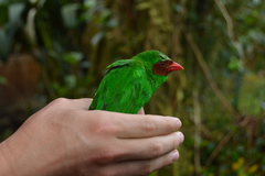 Chlorornis riefferii
