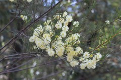 Acacia quadrilateralis