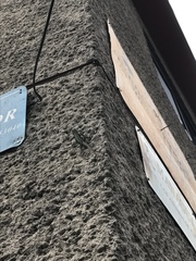 Sceloporus grammicus