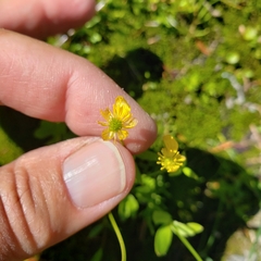 Ranunculus grayi