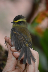 Silvicultrix diadema