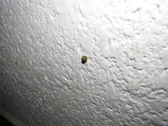 Paraneda viridescens