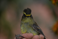 Silvicultrix diadema