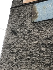 Sceloporus grammicus