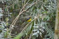 Myioborus melanocephalus