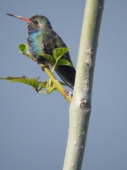 Cynanthus latirostris