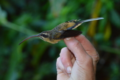 Phaethornis syrmatophorus