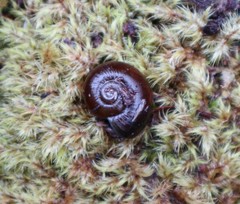 Macrocyclis peruvianus