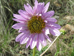 Iostephane heterophylla