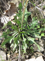 Iostephane heterophylla