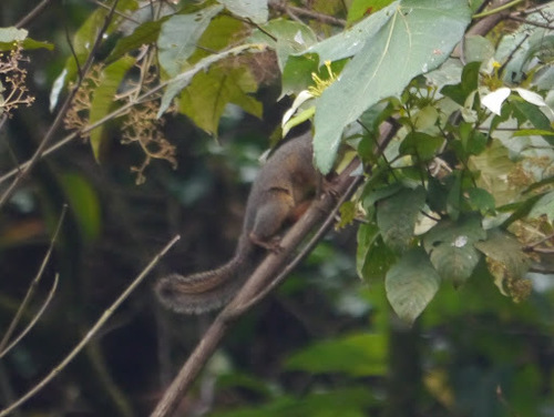 Heliosciurus rufobrachium