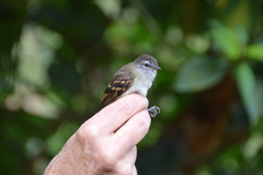 Phyllomyias uropygialis