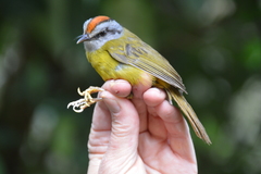 Myiothlypis coronata