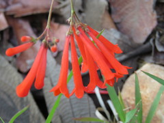 Bouvardia tenuifolia