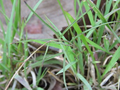 Bouvardia tenuifolia
