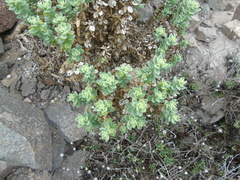 Tetragonia maritima