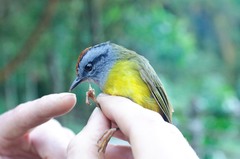 Myiothlypis coronata