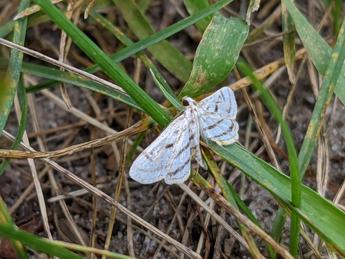 photo of Chestnut-marked Pondweed Moth (Parapoynx badiusalis)