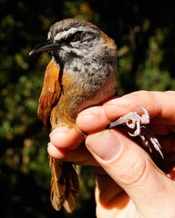 Pheugopedius euophrys