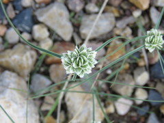 Cyperus seslerioides