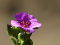 Calandrinia compressa