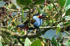 Andigena laminirostris