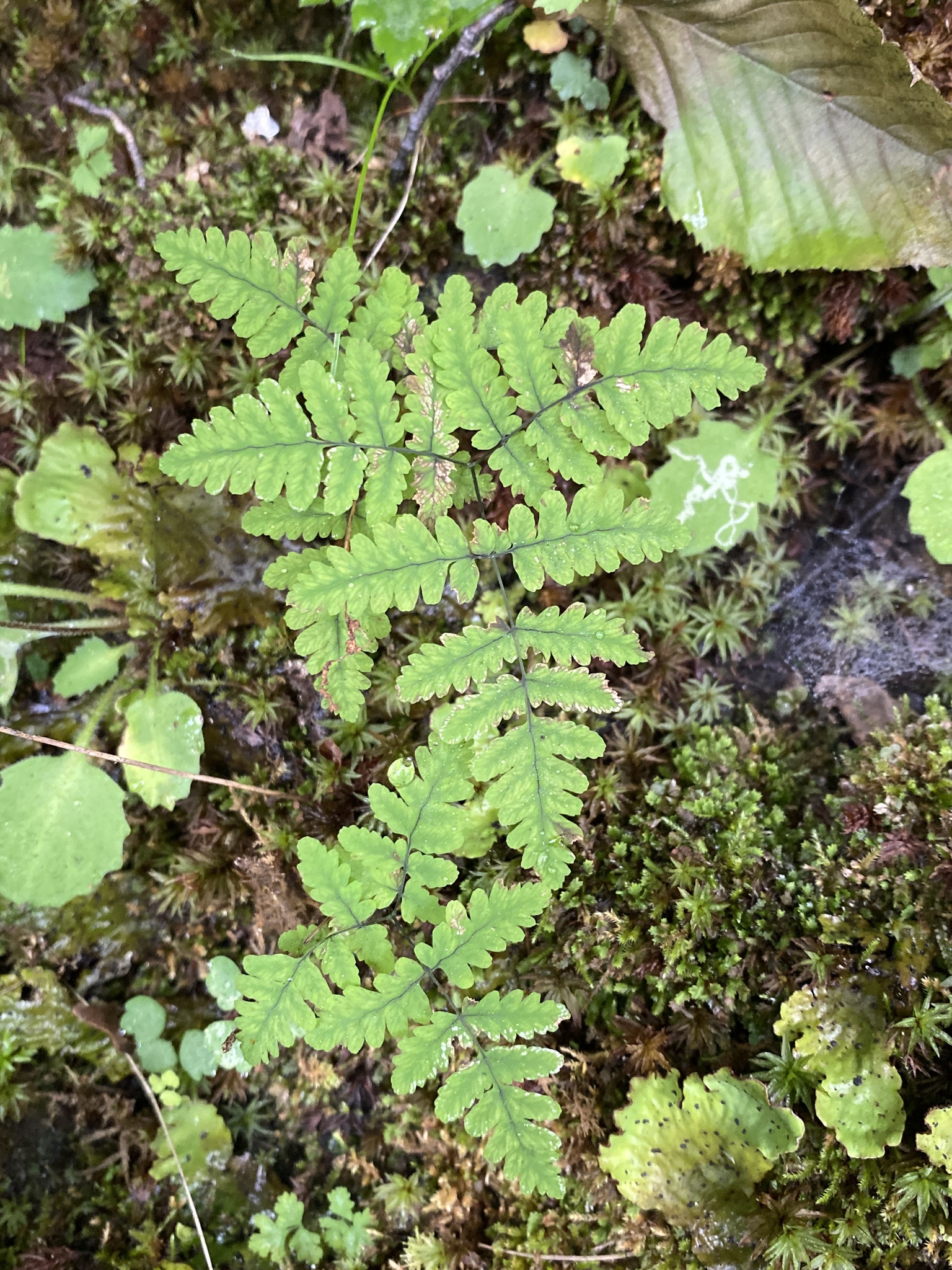 Gymnocarpium appalachianum