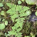 Gymnocarpium appalachianum - Photo (c) Alan Weakley, algunos derechos reservados (CC BY-NC), uploaded by Alan Weakley