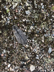 Dicrostonyx groenlandicus