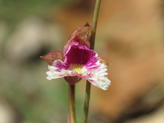 Bletia ensifolia