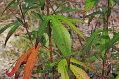 Hibiscus heterophyllus